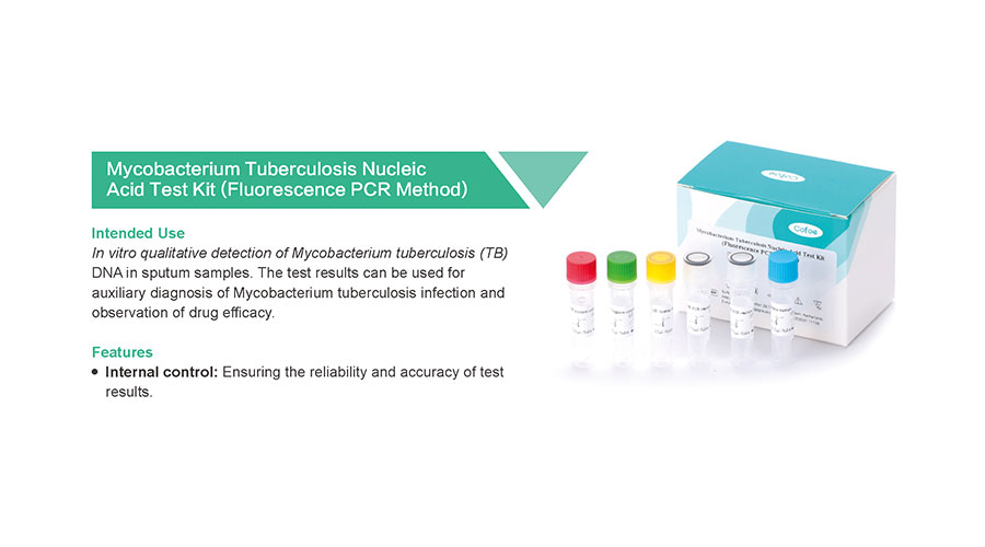 Mycobacterium tuberculosis 结核 分枝杆菌